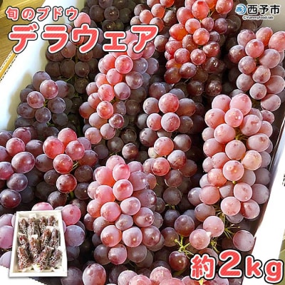 旬のブドウ　西予市産デラウェア　約2キロ