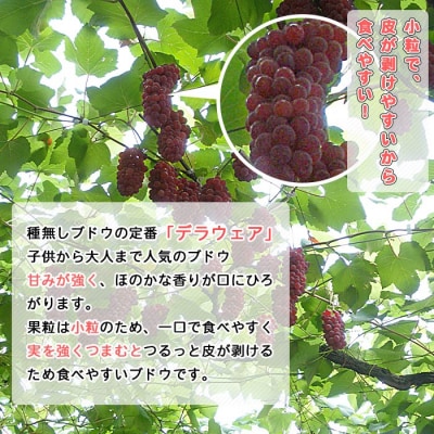 旬のブドウ　西予市産デラウェア　約2キロ