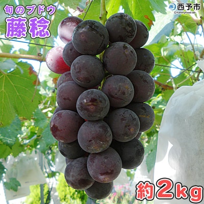 旬のブドウ 西予市産藤稔 約2キロ おいしい ぶどう 果物