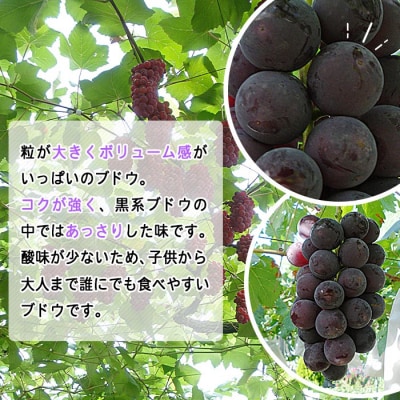 旬のブドウ 西予市産藤稔 約2キロ おいしい ぶどう 果物