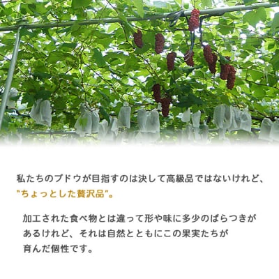 旬のブドウ 西予市産藤稔 約2キロ おいしい ぶどう 果物