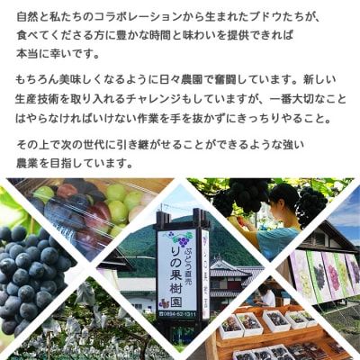 【先行受付】旬のブドウ　西予市産藤稔　約2キロ
