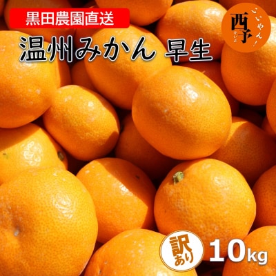 【訳あり】黒田農園直送　西宇和産温州みかん　10kg(早生、サイズ不揃い)