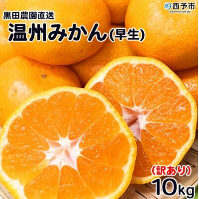 【訳あり】黒田農園直送　西宇和産温州みかん　10kg(早生、サイズ不揃い)