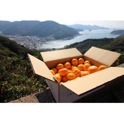 【訳あり】黒田農園直送　西宇和産温州みかん　10kg(早生、サイズ不揃い)