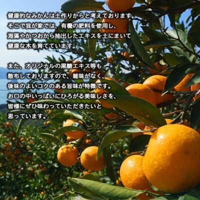 【訳あり】黒田農園直送　西宇和産温州みかん　10kg(早生、サイズ不揃い)