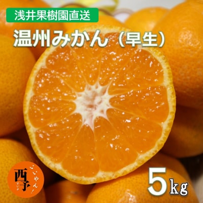 浅井果樹園直送　西宇和産温州みかん5kg　早生
