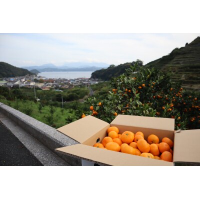夕焼け山農園　愛媛県西予市産温州みかん家庭用10kg(南柑20号)