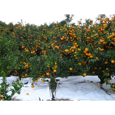 浅井果樹園直送　西宇和産温州みかん 10kg