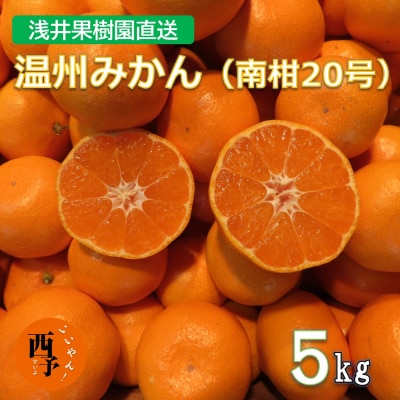 浅井果樹園直送 西宇和産温州みかん 5kg