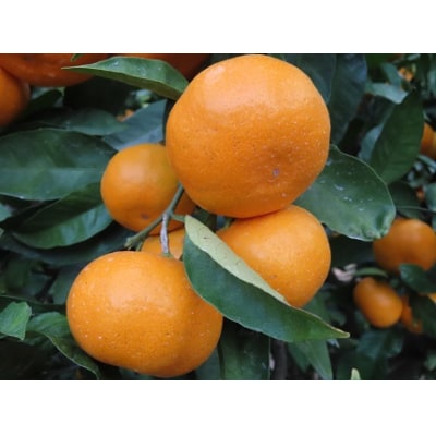 浅井果樹園直送　西宇和産温州みかん 5kg