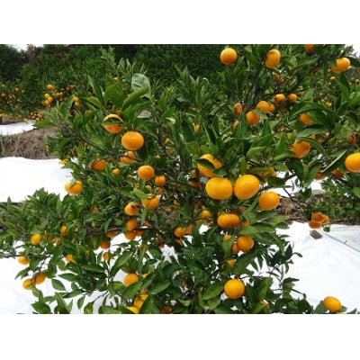 浅井果樹園直送　西宇和産温州みかん 5kg