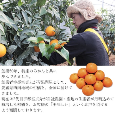  <愛媛県西予市産 愛媛まどんな ご家庭用 約4kg> 約15～30個入り 訳あり 柑橘
