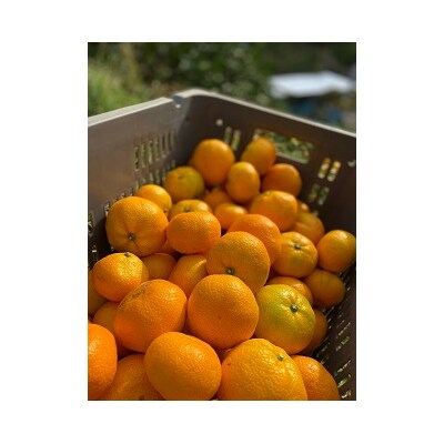 愛媛県西予市産 温州みかん 贈答用5kg(南柑20号)