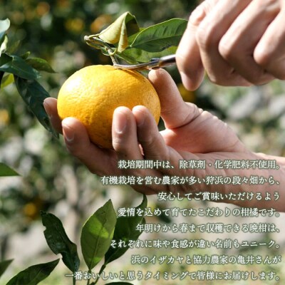 旬をお届け!季節の柑橘詰め合わせ(愛媛県西予市明浜産)【2回に分けて配送】
