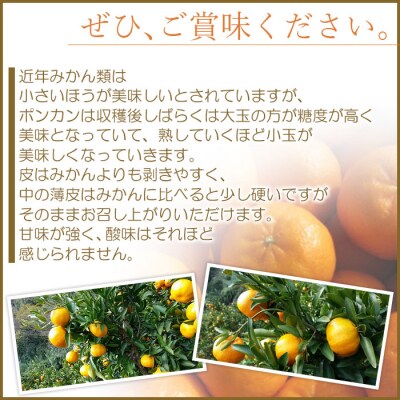 <愛媛県西予市産 ポンカン 約9kg 贈答用> 果物 くだもの フルーツ 蜜柑 ミカン 柑橘