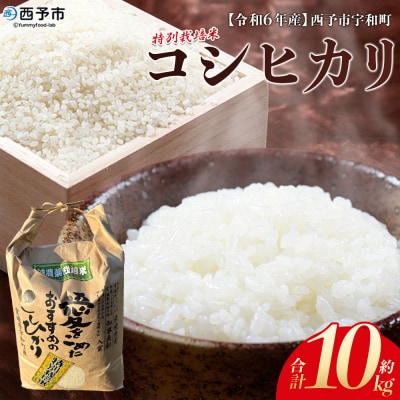 <令和7年産:西予市宇和町産特別栽培米コシヒカリ10kg>　コメ　ご飯　ゴハン　特産品　こしひかり