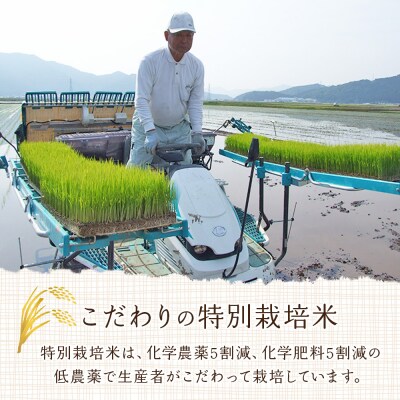 <令和7年産:西予市宇和町産特別栽培米コシヒカリ5kg>　コメ　ご飯　ごはん　特産品