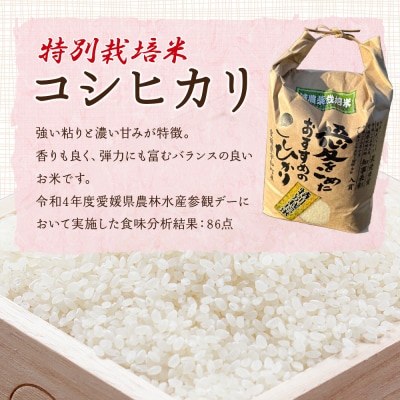 <令和7年産:西予市宇和町産特別栽培米コシヒカリ5kg>　コメ　ご飯　ごはん　特産品