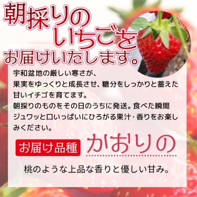 <【農家厳選】かんちゃん農園　1箱(約650g)　新鮮朝採り　宇和いちご>　フルーツ　果物　かおりの