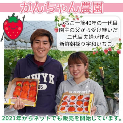 <【農家厳選】かんちゃん農園　1箱(約650g)　新鮮朝採り　宇和いちご>　フルーツ　果物　かおりの