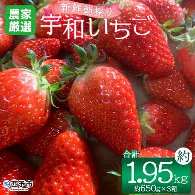 【農家厳選】新鮮朝採り宇和いちご(650g×3箱)