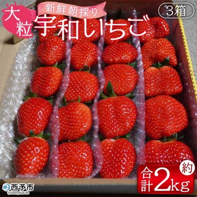 <【農家厳選】かんちゃん農園　大粒3箱(約2kg)　新鮮朝採り　宇和いちご>　イチゴ　フルーツ　果物