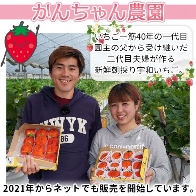 <【農家厳選】かんちゃん農園　大粒3箱(約2kg)　新鮮朝採り　宇和いちご>　イチゴ　フルーツ　果物