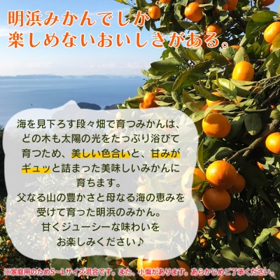 【先行受付】愛媛県明浜産　天晴みかん(温州みかん) 3kg