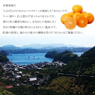 <愛媛県明浜産せとか(2.0kg)>　柑橘　フルーツ　果物　果実　西予市　セトカ