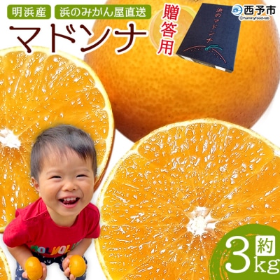 明浜産 浜のみかん屋直送　浜のマドンナ 贈答用　3kg