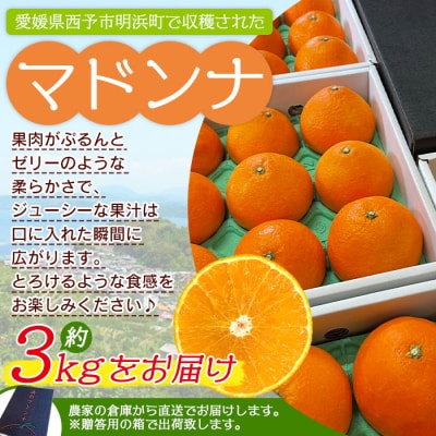 明浜産 浜のみかん屋直送　浜のマドンナ 贈答用　3kg