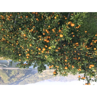 <カネエの西宇和産　不知火 (しらぬい) 3kg>　柑橘　フルーツ　果物　農家直送　西予