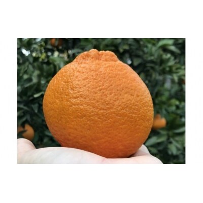 <カネエの西宇和産　不知火 (しらぬい) 3kg>　柑橘　フルーツ　果物　農家直送　西予