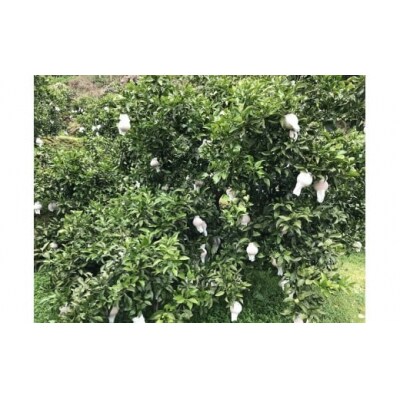 <カネエの西宇和産　不知火 (しらぬい) 3kg>　柑橘　フルーツ　果物　農家直送　西予