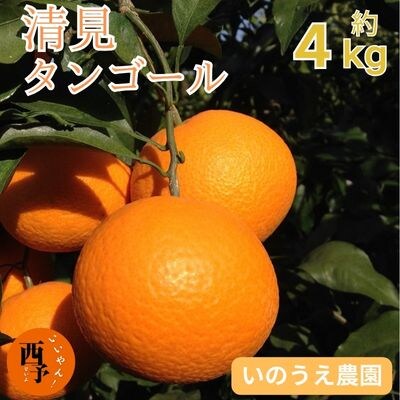 <カネエの西宇和産　清見タンゴール 4kg>　柑橘　西予　三瓶　農家直送　フルーツ　くだもの　
