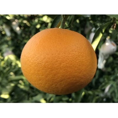 <カネエの西宇和産　清見タンゴール 3kg>　柑橘　西予　三瓶　農家直送　フルーツ　くだもの　