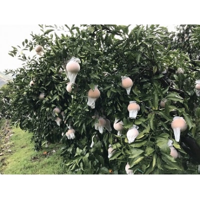 <カネエの西宇和産　清見タンゴール 3kg>　柑橘　西予　三瓶　農家直送　フルーツ　くだもの　