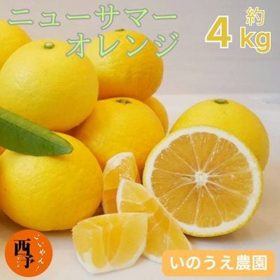 &lt;カネエの西宇和産 越冬完熟ニューサマーオレンジ 4kg&gt; 柑橘 フルーツ 果物 西予 家庭用