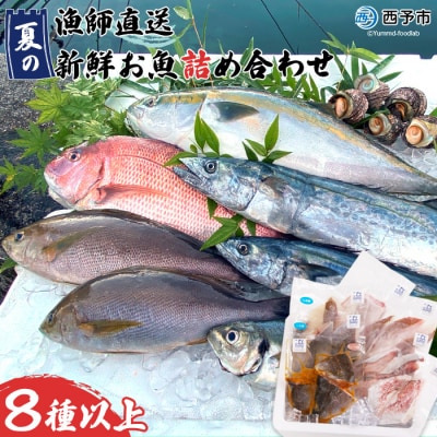 漁師直送 夏の新鮮お魚詰め合わせ(愛媛県西予市明浜産)