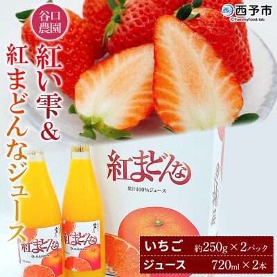 西予市宇和町産　谷口農園のいちご(紅い雫)2パックと紅マドンナジュースのセット