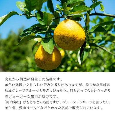 【先行受付】<無茶々園のジューシーフルーツ(河内晩柑)5kg>　果物　フルーツ　柑橘　愛媛　期間限定