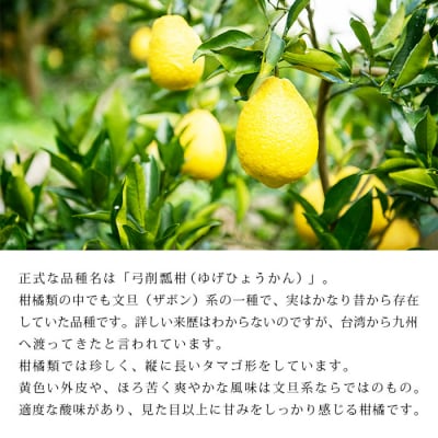 <無茶々園のひょう柑 5kg>　果物　フルーツ　ひょうかん　愛媛　柑橘　