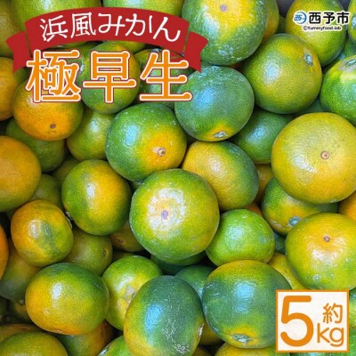 浜風みかん 極早生 5kg
