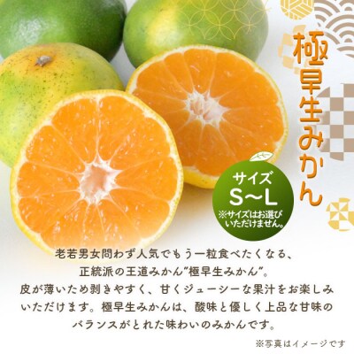 浜風みかん 極早生 5kg