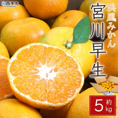 浜風みかん 宮川早生 5kg