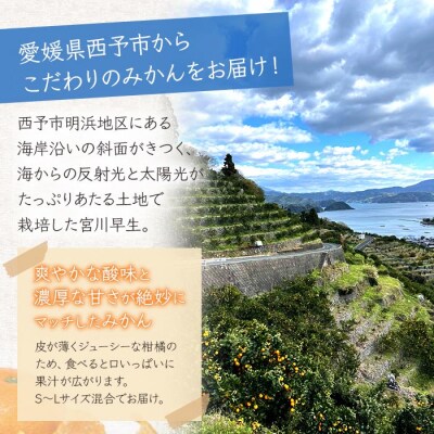 浜風みかん 宮川早生 5kg