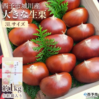 西予市城川産　大きな生栗　サイズ3Ⅼ　1kg(化粧箱入)