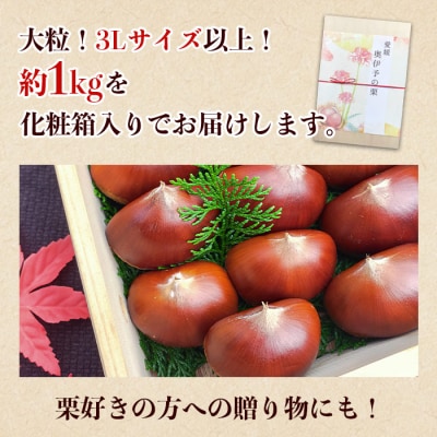 西予市城川産　大きな生栗　サイズ3Ⅼ　1kg(化粧箱入)