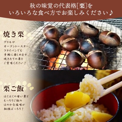 西予市城川産　大きな生栗　サイズ3Ⅼ　1kg(化粧箱入)